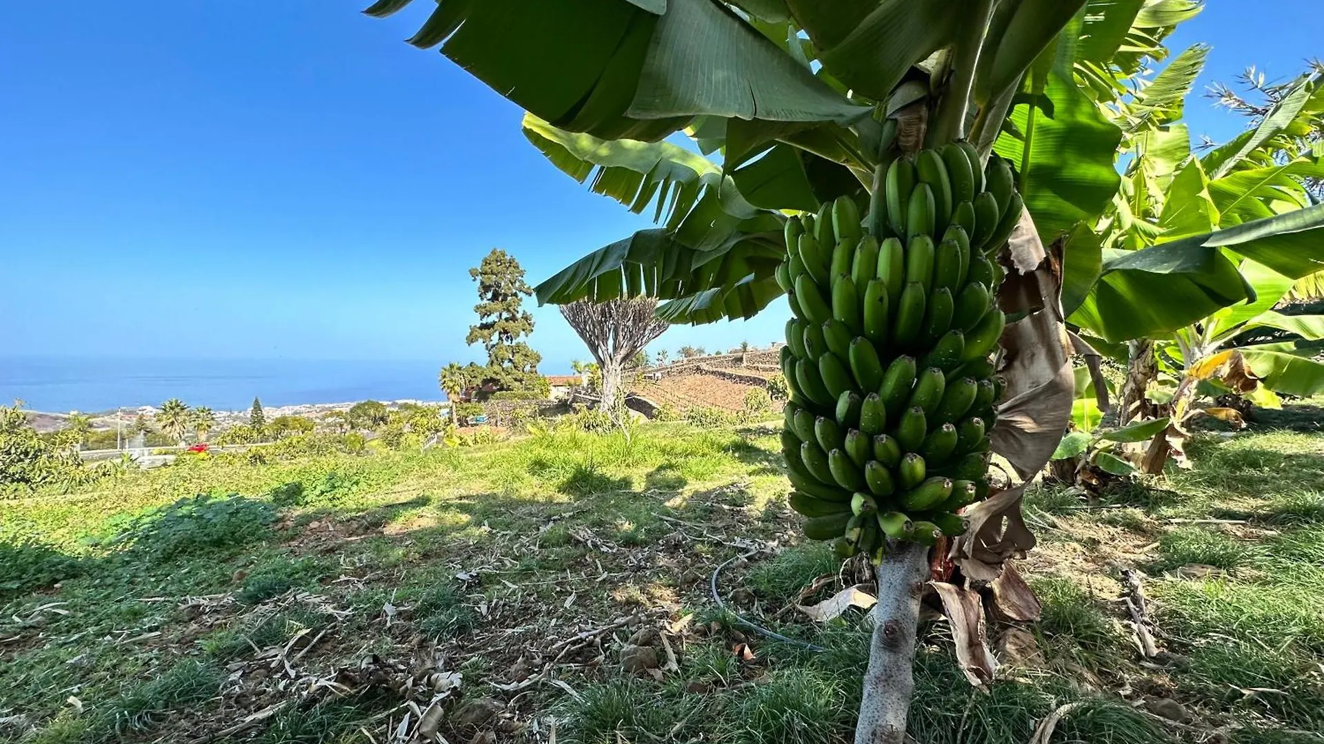 Finca Oscar Burchard La Orotava Hiszpania